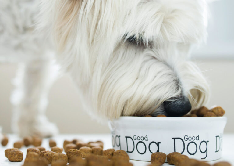 Can Dogs Eat Yogurt? Is Yogurt Safe For Dogs?