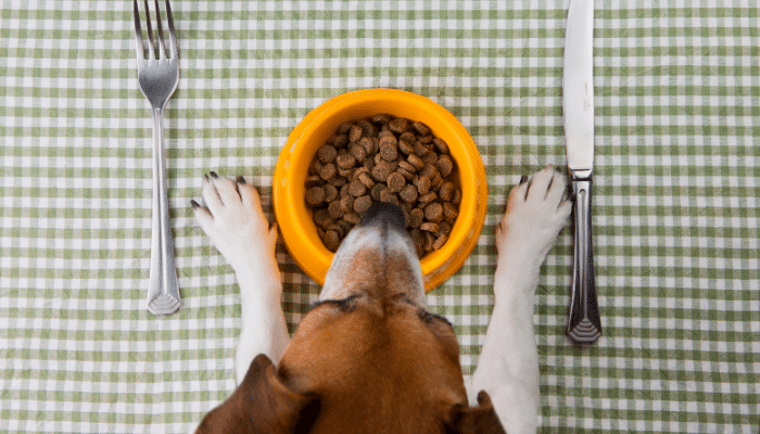 Science Diet Puppy Food: Dog’s Diet Food
